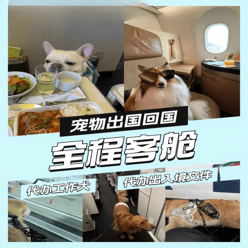 武汉市宠物托运到白俄罗斯宠物入境规定和要求